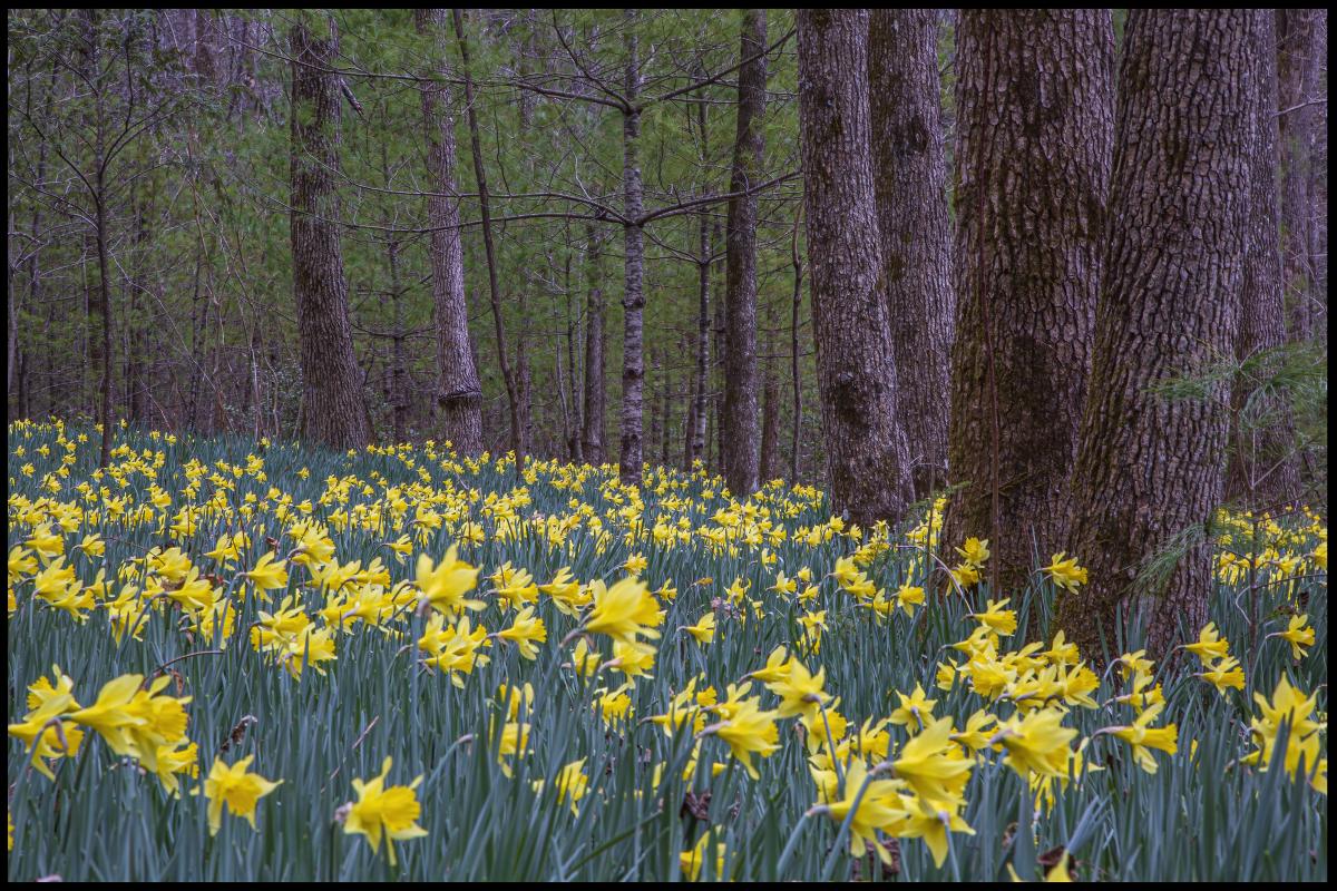 Daffodil Flats Picture